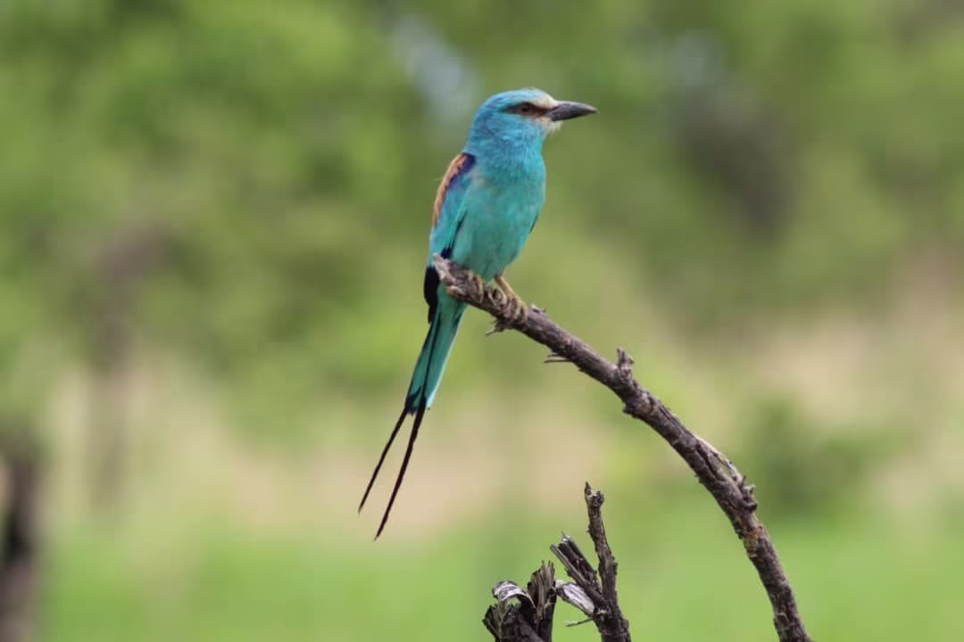 Ökosysteme und Ornithologie