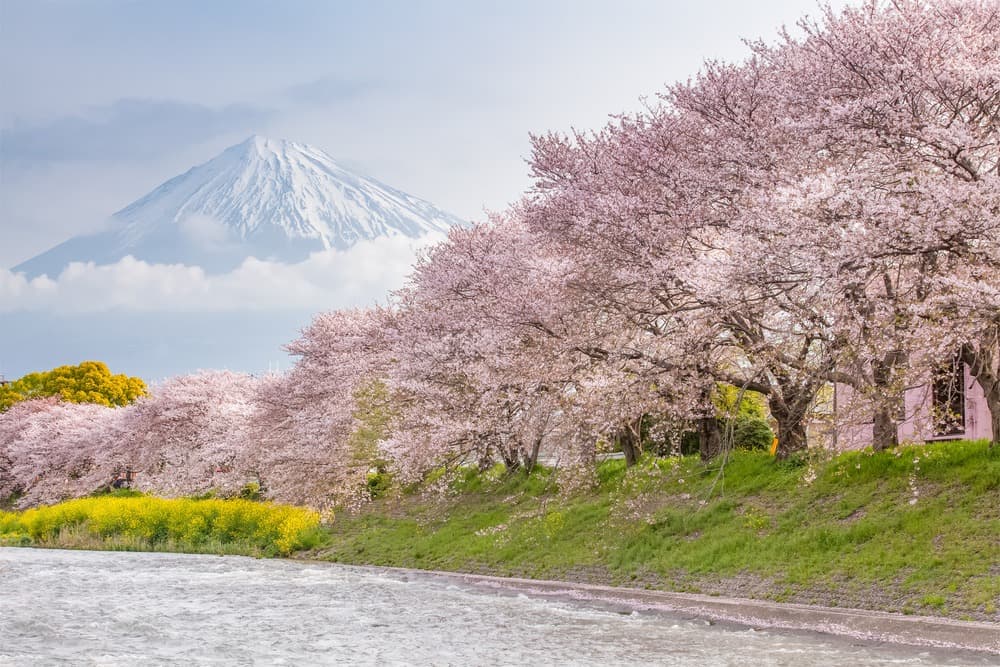 Die Flora Japans