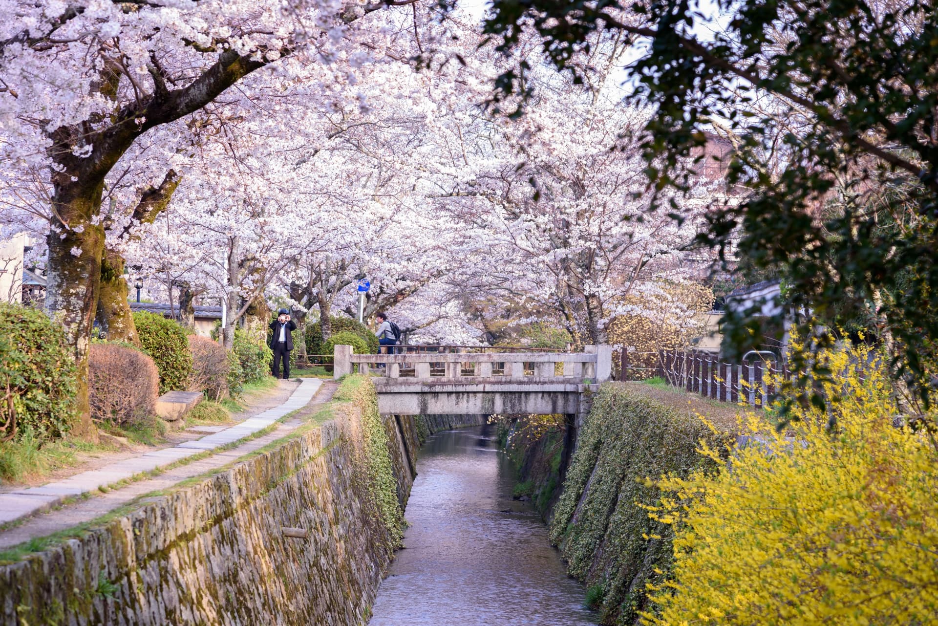 Die Kultur der "Hanami"
