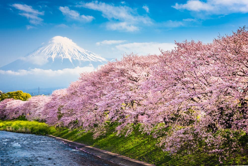 Sakura oder die blühenden Kirschbäume Japans